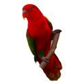 Chattering Lory Supplies