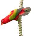 Chattering Lory Toys from Parrot Essentials
