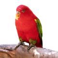 Chattering Lory Treats