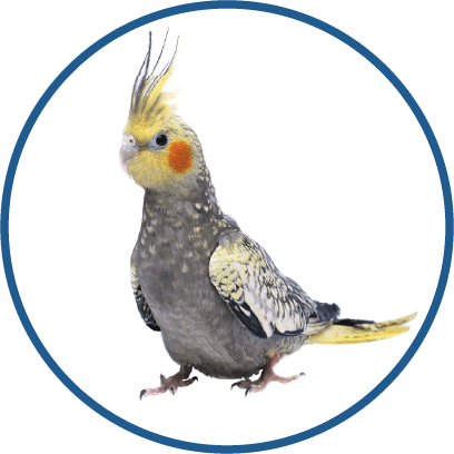 Cockatiels