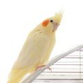 Cockatiel Cages