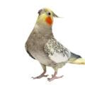 Supplements for Cockatiels