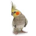Cockatiel Supplies