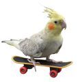 Toys for Cockatiels