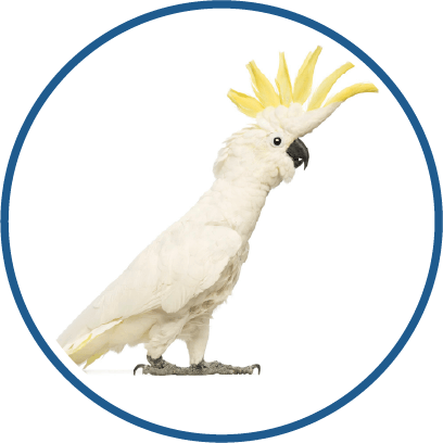 Cockatoo