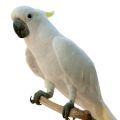 Cockatoo Cages