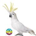 Toys for Cockatoo