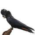 Healthy Cockatoo Treats