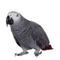 Congo African Grey Parrot Supplies
