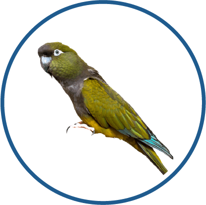 Conure
