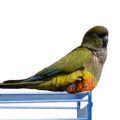 Cages for Large Conure