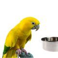 Large Conure Food
