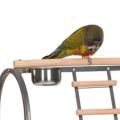 Large Conure Stands