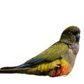Supplements for Large Conures