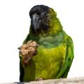 Treats for Large Conures