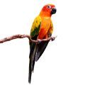 Small Conure Stands