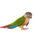Small Conure Supplements