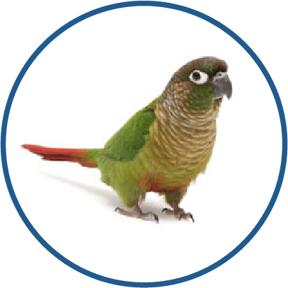 Conure - Small