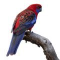 Crimson Rosella Accessories