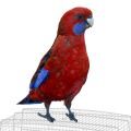 Crimson Rosella Cages