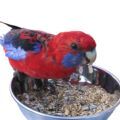Crimson Rosella Food