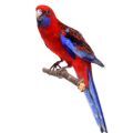 Crimson Rosella Stands
