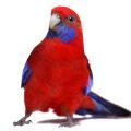 Crimson Rosella Supplies