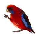 Crimson Rosella Treats