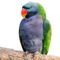 Derbyan Parakeet Parrot Accessories