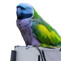 Derbyan Parakeet Parrot Cages