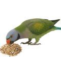 Derbyan Parakeet Parrot Food