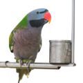 Derbyan Parakeet Parrot Stands