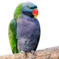 Derbyan Parakeet Parrot Supplies