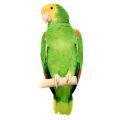 Double Yellow Headed Amazon Accessories