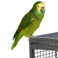 Double Yellow Headed Amazon Cages