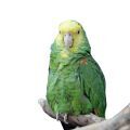 Double Yellow Headed Amazon Stands