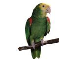 Double Yellow Headed Amazon Supplements
