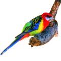 Eastern Rosella Accessories