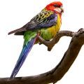 Eastern Rosella Stands