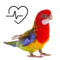 Eastern Rosella Supplements