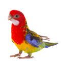 Eastern Rosella Supplies