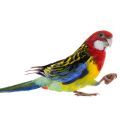 Eastern Rosella Treats