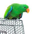 Eclectus Cages