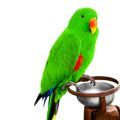 Eclectus Food