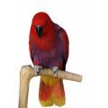 Eclectus Accessories