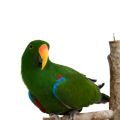 Eclectus Stands