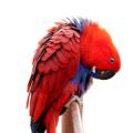 Eclectus supplements