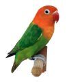 Fischer's Lovebird Accessories