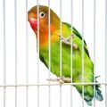 Fischer's Lovebird Cages
