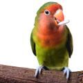 Fischer's Lovebird Food